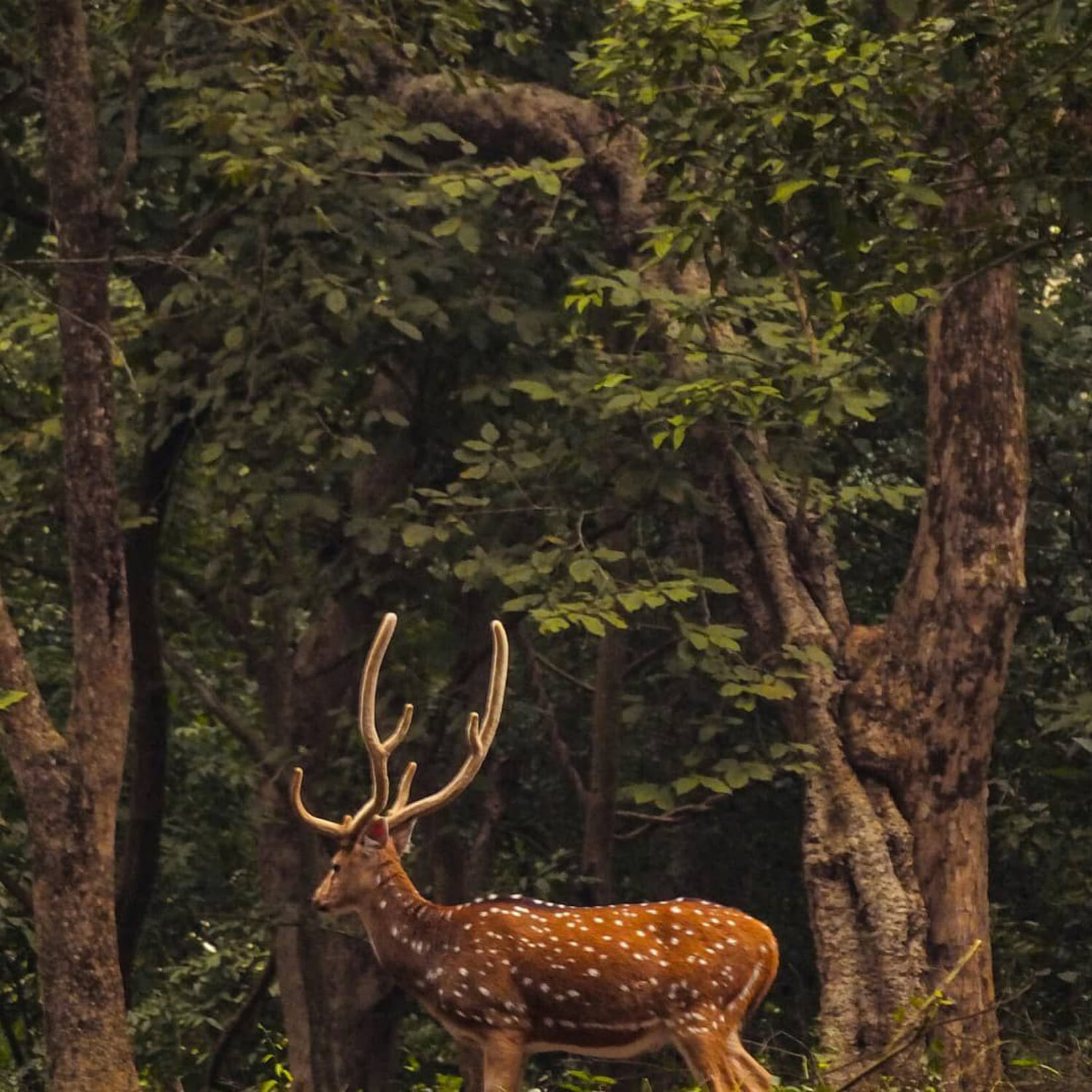 Wild Animals in Natural Habitat